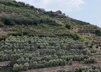 drone - Terreno agricolo Via Anacleto Hughes 22/A, Ventimiglia - foto 19