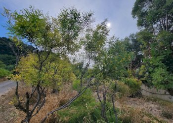 49fc9a1c-3981-48dc-ba7a-085470dbed38.jpeg - Terreno agricolo Via delle Otto Case 1, Ventimiglia - foto 8