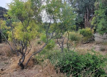 37846ae1-7cf6-4c1d-9e01-45f60982d5bb.jpeg - Terreno agricolo Via delle Otto Case 1, Ventimiglia - foto 11