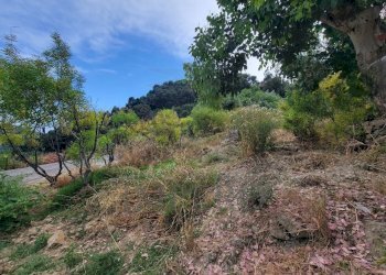 da3d95ac-b3f2-4834-a936-93472e976c8a.jpeg - Terreno agricolo Via delle Otto Case 1, Ventimiglia - foto 13