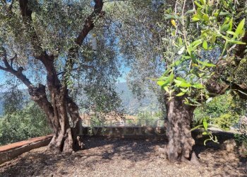 giardino - Villa Via Nappio 24, Ventimiglia - foto 30