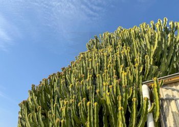 giardino - Villa Strada della Cava 18, Bordighera - foto 19
