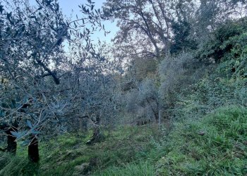 terreno - Terreno agricolo Strada degli Olandesi, Camporosso - foto 7