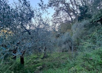 terreno - Terreno agricolo Strada degli Olandesi, Camporosso - foto 8