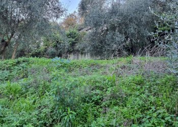 terreno - Terreno agricolo Strada degli Olandesi, Camporosso - foto 15