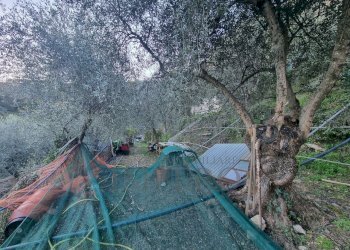 terreno - Terreno agricolo Strada degli Olandesi, Camporosso - foto 20