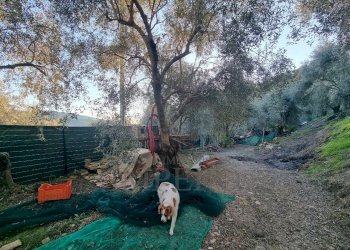 terreno - Terreno agricolo Strada degli Olandesi, Camporosso - foto 21