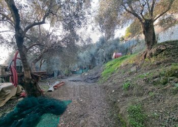 terreno - Terreno agricolo Strada degli Olandesi, Camporosso - foto 22