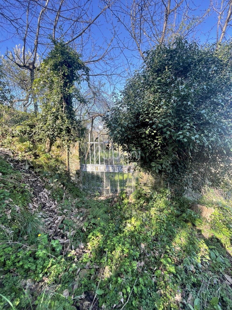 TE180_terreno in vendita con rustico e cantina - V - Terreno agricolo Via Valle 13, Vezzano Ligure - foto 3