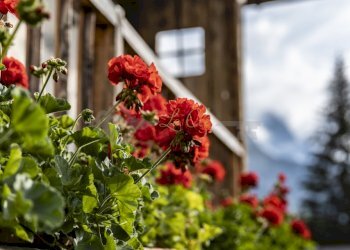 AFFITTO COURMAYEUR: esterno - Baita Località Peuterey 15, Courmayeur - foto 20