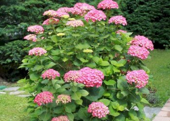 PHOTO-2025-09-18-15-15-19.jpg - Bilocale Via del Poggio, Viola - foto 24