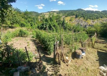 Poderino_Zocca (16).jpg - Rustic mauro tesi 112, Zocca - photo 16