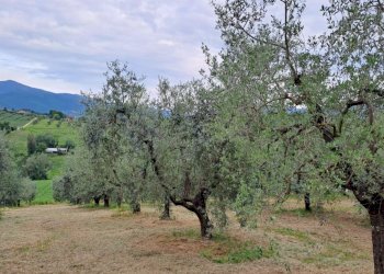 land (2).jpg - Porzione di casa Strada di Porcilvalle 88, Terni - foto 16