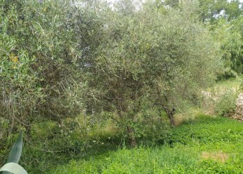 Immagine WhatsApp 2025-06-16 ore 16.02.43_7cab54c7 - Porzione di casa Piazza Panfili, Guardea - foto 24