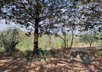 20230827_110102.jpg - Casale Strada Provinciale 34, Montecchio - foto 18