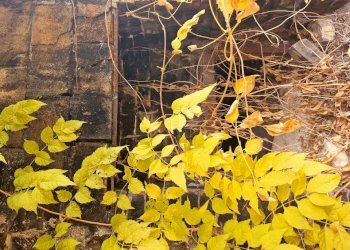 20241218_121639.jpg - Casale Strada di Siano, Amelia - photo 14