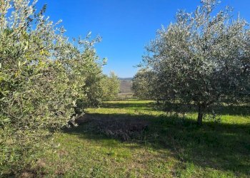 20250306_154123.jpg - Rustico Frazione Romazzano, Todi - foto 16