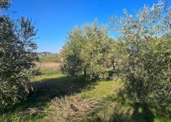 20250306_154128.jpg - Rustico Frazione Romazzano, Todi - foto 17