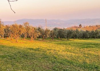 casale (5).jpg - Casale Località Casenuove snc, Civitella d'Agliano - foto 21