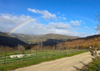 noceto.jpg - Azienda agricola Vocabolo Capanni snc, Baschi - foto 12