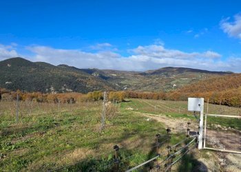 noceto02.jpg - Azienda agricola Vocabolo Capanni snc, Baschi - foto 13