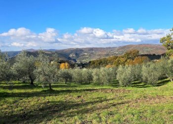 uliveto.jpg - Azienda agricola Vocabolo Capanni snc, Baschi - foto 14