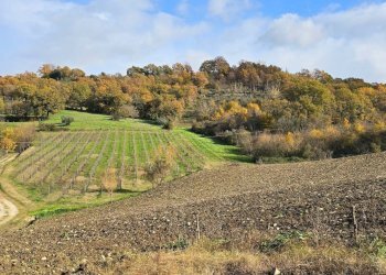 vigneto.jpg - Azienda agricola Vocabolo Capanni snc, Baschi - foto 16