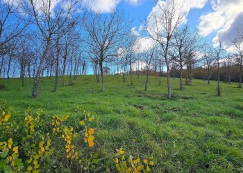 mandorle1.jpg - Azienda agricola Vocabolo Capanni snc, Baschi - foto 17