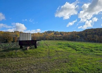 terreno2.jpg - Azienda agricola Vocabolo Capanni snc, Baschi - foto 18