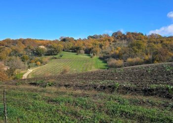 terreno1.jpg - Azienda agricola Vocabolo Capanni snc, Baschi - foto 19