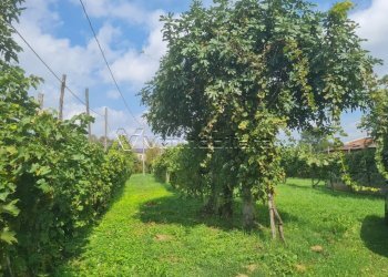 Villa Trifamiliare Via Strada Pozzetto 20, Albettone - foto 14