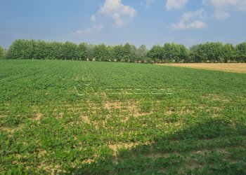 Terreno agricolo Via Cà Montanare, Barbarano Mossano - foto 5