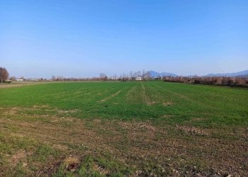 WhatsApp Image 2025-02-17 at 10.52.09 (1).jpeg - Terreno agricolo Via Are 95, Noventa Vicentina - foto 2