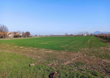 WhatsApp Image 2025-02-17 at 10.52.10.jpeg - Terreno agricolo Via Are 95, Noventa Vicentina - foto 3