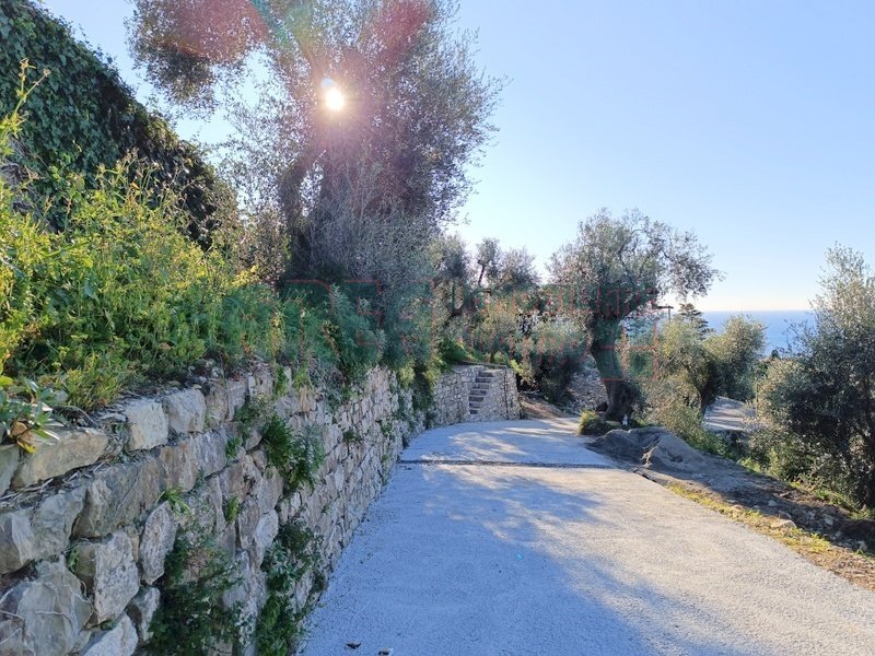 IMG_20250112_103753.jpg - Agricultural land Via Fanny Roncati Carli, Imperia - photo 3
