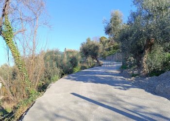 IMG_20250112_102449.jpg - Agricultural land Via Fanny Roncati Carli, Imperia - photo 5