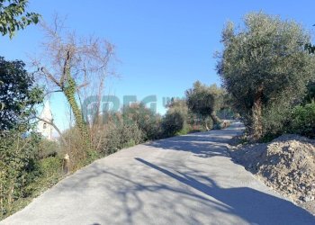 IMG_20250112_102442.jpg - Agricultural land Via Fanny Roncati Carli, Imperia - photo 6