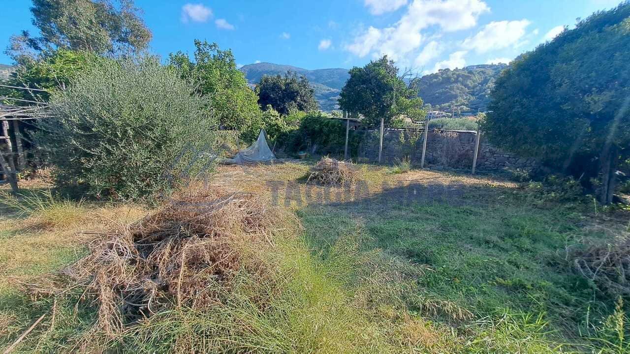 Immagine WhatsApp 2025-08-23 ore 10.52.02_3c164285 - Agricultural land Via Arginatura, Taggia - photo 2