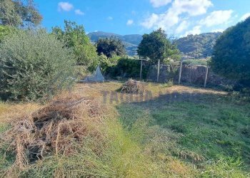 Immagine WhatsApp 2025-08-23 ore 10.52.02_3c164285 - Agricultural land Via Arginatura, Taggia - photo 2