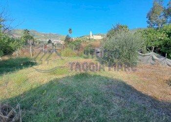 Immagine WhatsApp 2025-08-23 ore 10.52.03_16397e4a - Agricultural land Via Arginatura, Taggia - photo 3