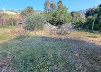 Immagine WhatsApp 2025-08-23 ore 10.52.04_22c50cc9 - Agricultural land Via Arginatura, Taggia - photo 4