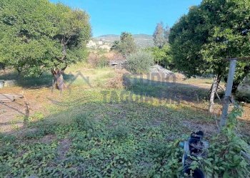 Immagine WhatsApp 2025-08-23 ore 10.52.07_58793321 - Agricultural land Via Arginatura, Taggia - photo 5