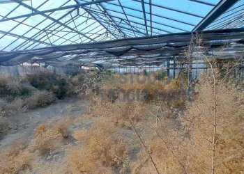 Immagine WhatsApp 2025-08-23 ore 10.52.12_8c06e200 - Agricultural land Via Arginatura, Taggia - photo 6