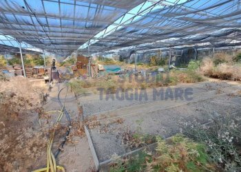 Immagine WhatsApp 2025-08-23 ore 10.52.12_305e378c - Agricultural land Via Arginatura, Taggia - photo 7