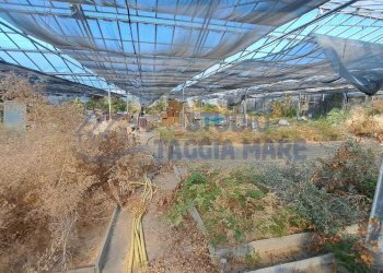 Immagine WhatsApp 2025-08-23 ore 10.52.12_3674a230 - Agricultural land Via Arginatura, Taggia - photo 8