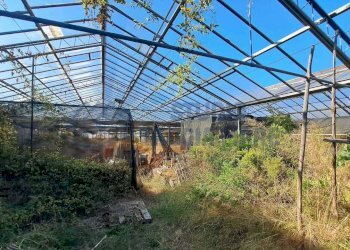 Immagine WhatsApp 2025-08-23 ore 10.52.13_8c217721 - Agricultural land Via Arginatura, Taggia - photo 9