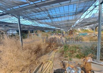 Immagine WhatsApp 2025-08-23 ore 10.52.13_b53e39c8 - Agricultural land Via Arginatura, Taggia - photo 10