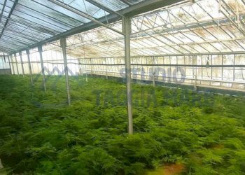 4c52ebb3-bd7c-42ef-8f89-f59d21162d54.jpg - Agricultural land Via Periane 300, Taggia - photo 2