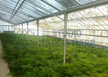 107ada41-9225-415f-8466-436ae35ef649.jpg - Agricultural land Via Periane 300, Taggia - photo 6