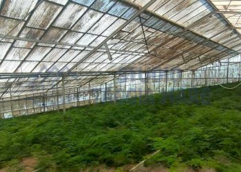 82180c94-bbde-4ea8-a3fd-d583931bd42f.jpg - Agricultural land Via Periane 300, Taggia - photo 7